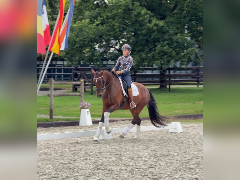 Caballo de deporte belga Yegua 4 años 168 cm Castaño in Sankt Vith