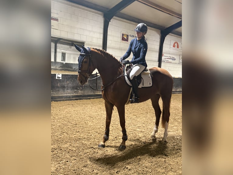 Caballo de deporte belga Yegua 4 años 170 cm Alazán in Halle