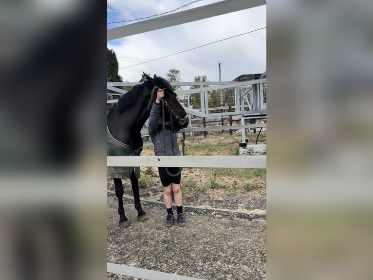Caballo de deporte belga Yegua 5 años 144 cm Negro in Liège