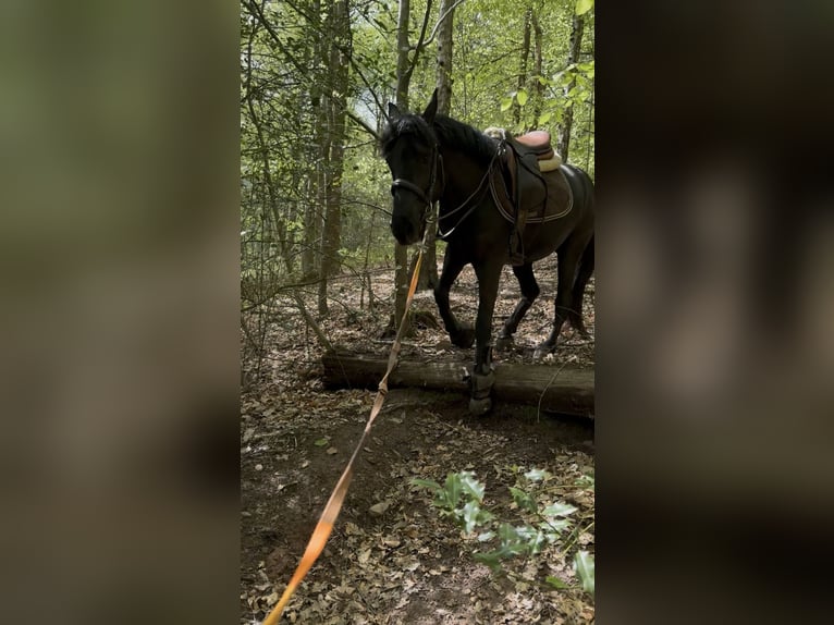 Caballo de deporte belga Yegua 5 años 144 cm Negro in Liège