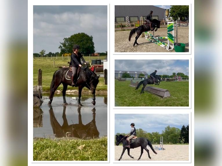 Caballo de deporte belga Yegua 5 años 145 cm Negro in Li&#xE8;ge