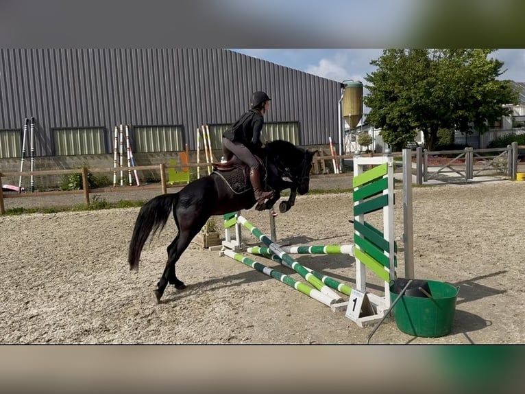 Caballo de deporte belga Yegua 5 años 145 cm Negro in Li&#xE8;ge