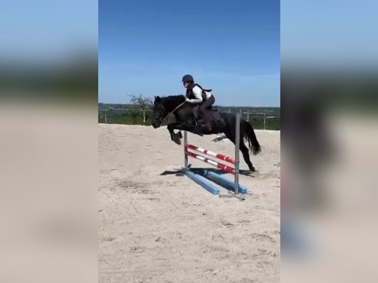 Caballo de deporte belga Yegua 5 años 145 cm Negro in Li&#xE8;ge