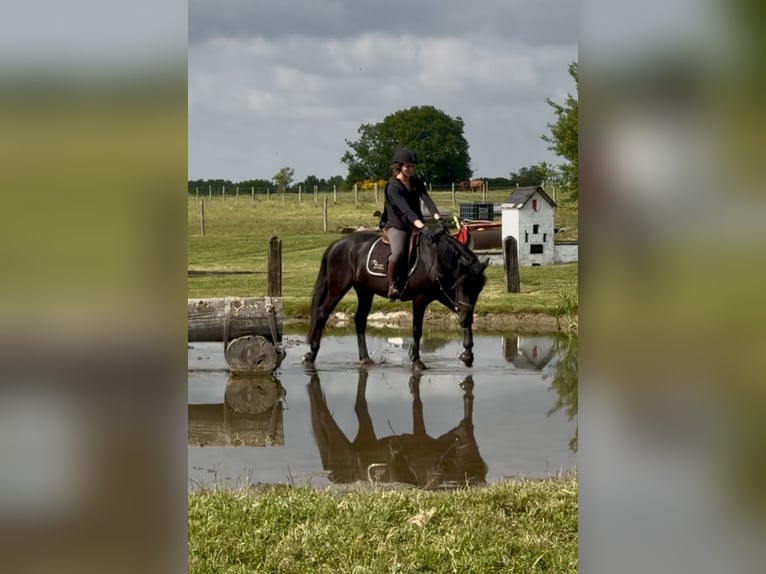 Caballo de deporte belga Yegua 5 años 145 cm Negro in Li&#xE8;ge