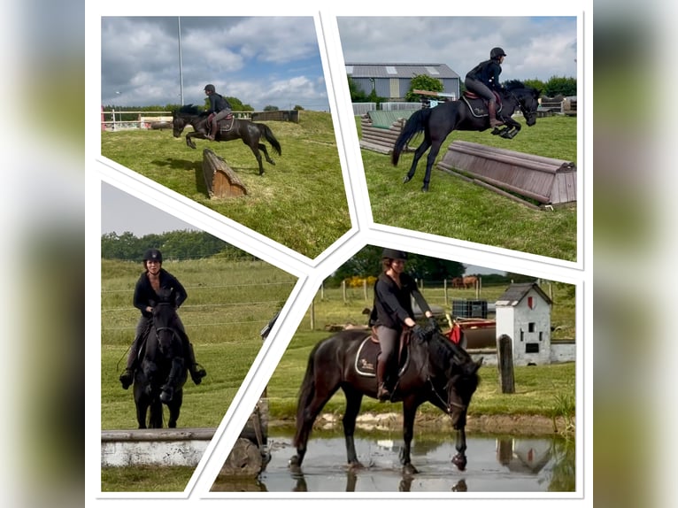 Caballo de deporte belga Yegua 5 años 145 cm Negro in Li&#xE8;ge