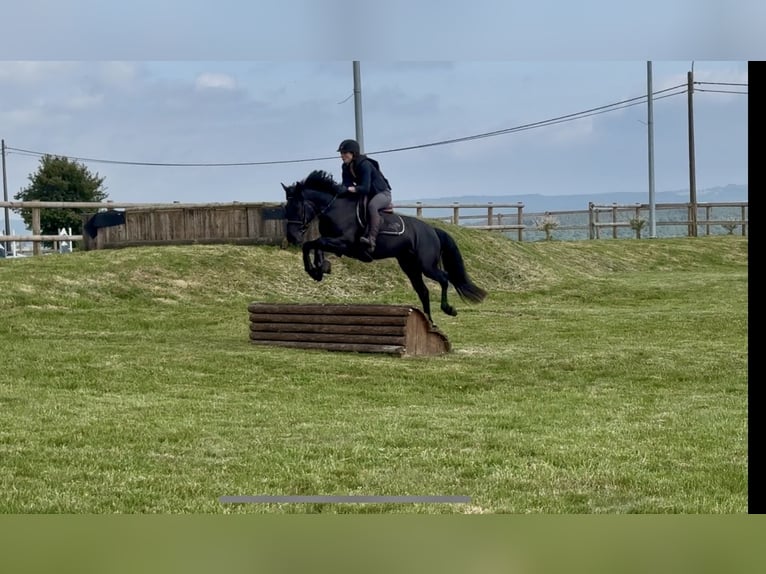 Caballo de deporte belga Yegua 5 años 145 cm Negro in Li&#xE8;ge