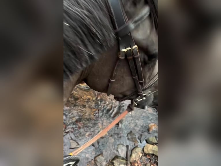 Caballo de deporte belga Yegua 5 años 145 cm Tordillo negro in Sprimont