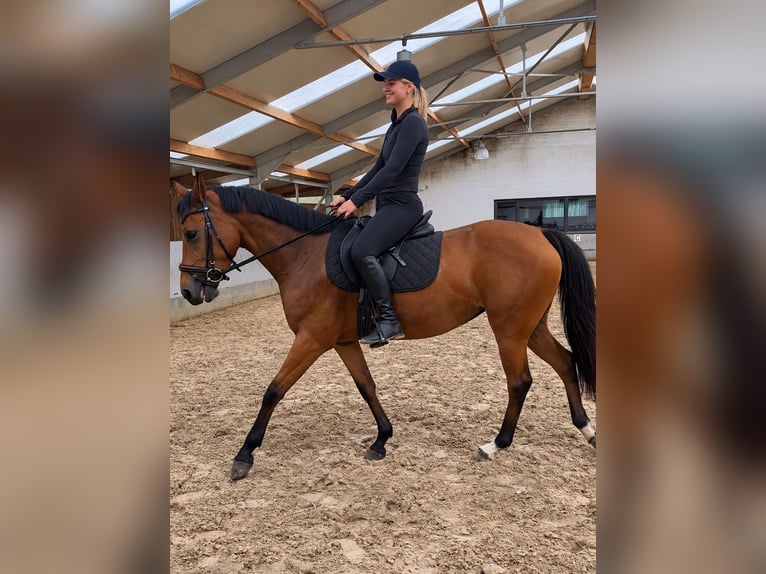 Caballo de deporte belga Yegua 5 años 150 cm Castaño claro in Kasterlee