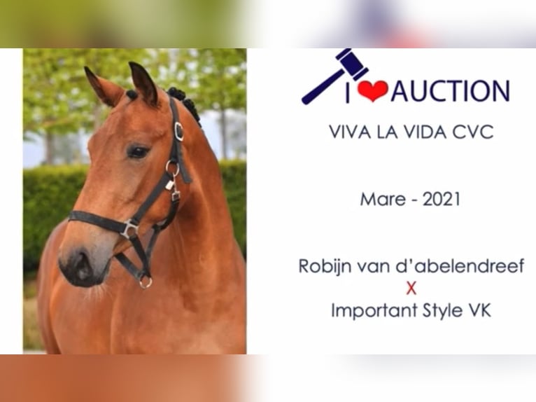 Caballo de deporte belga Yegua 5 años 163 cm Morcillo in Dourdan