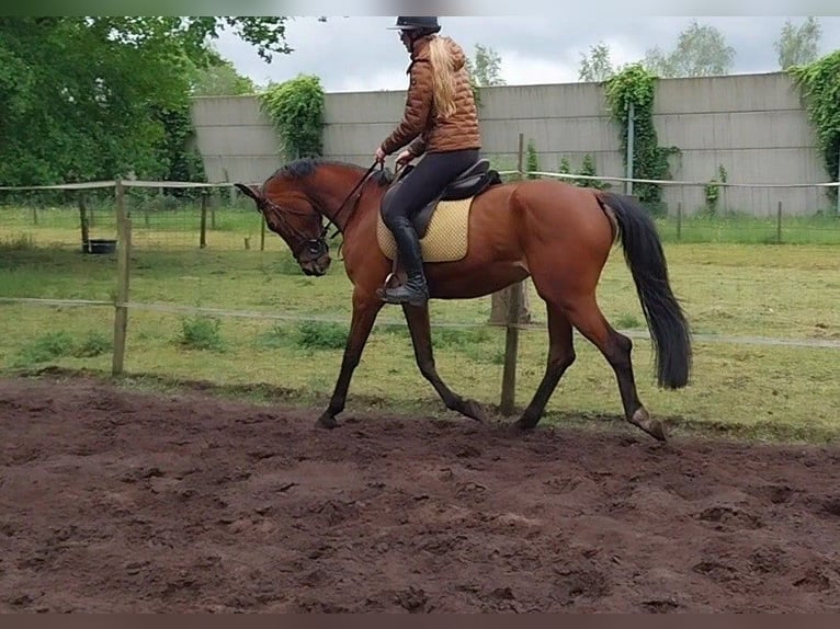 Caballo de deporte belga Yegua 5 años 165 cm Castaño in Maarsbergen