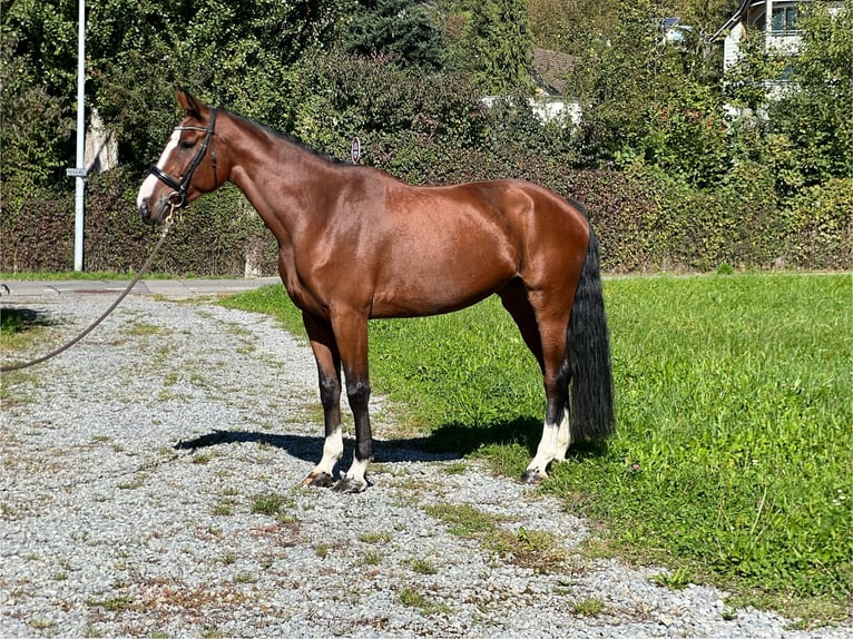 Caballo de deporte belga Yegua 5 años 168 cm Castaño in Reinach AG