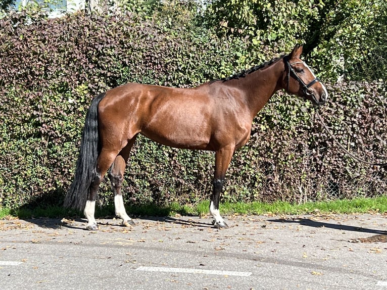 Caballo de deporte belga Yegua 5 años 168 cm Castaño in Reinach AG