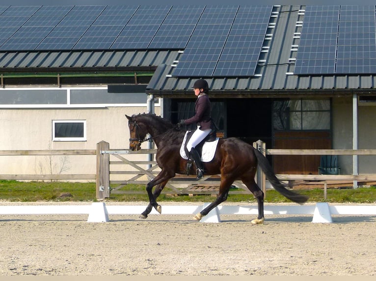 Caballo de deporte belga Yegua 5 años 168 cm Castaño oscuro in Tielt