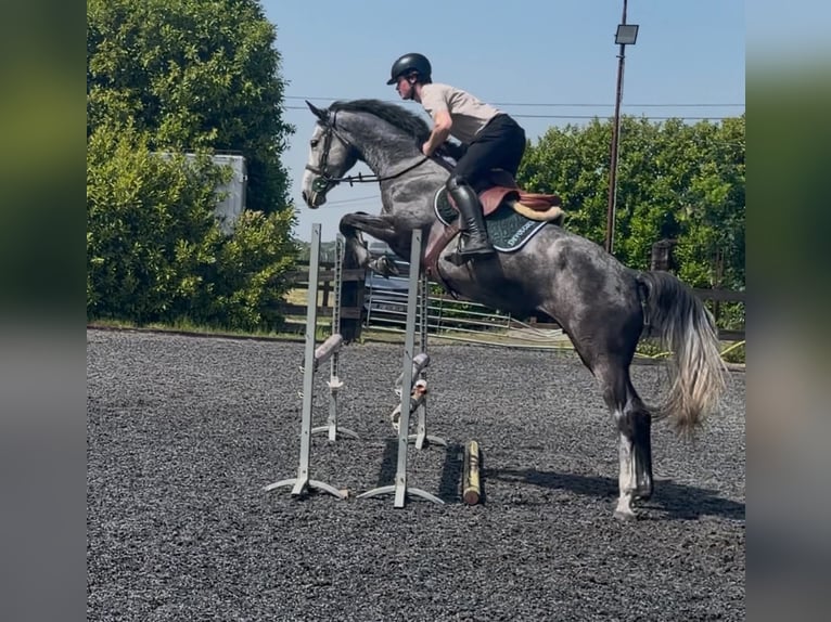 Caballo de deporte belga Yegua 5 años 168 cm Tordo in Silly