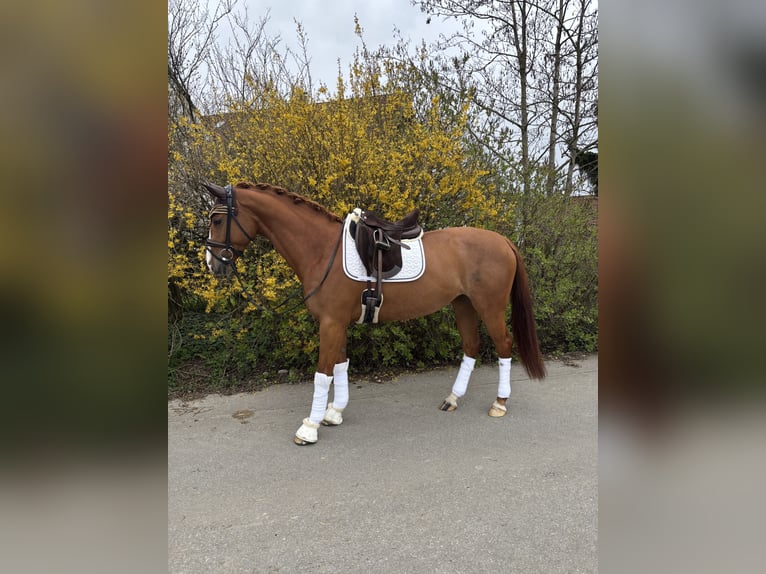 Caballo de deporte belga Yegua 6 años 162 cm Alazán in Aitrach
