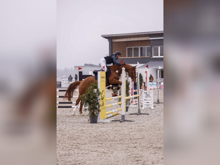 Caballo de deporte belga Yegua 6 años 162 cm Alazán in Bad Wurzach