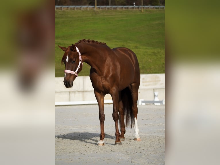 Caballo de deporte belga Yegua 6 años 164 cm Alazán-tostado in Berg bei Neumarkt in der Oberpfalz