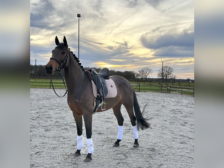 Caballo de deporte belga Yegua 6 años 164 cm Castaño in Duffel