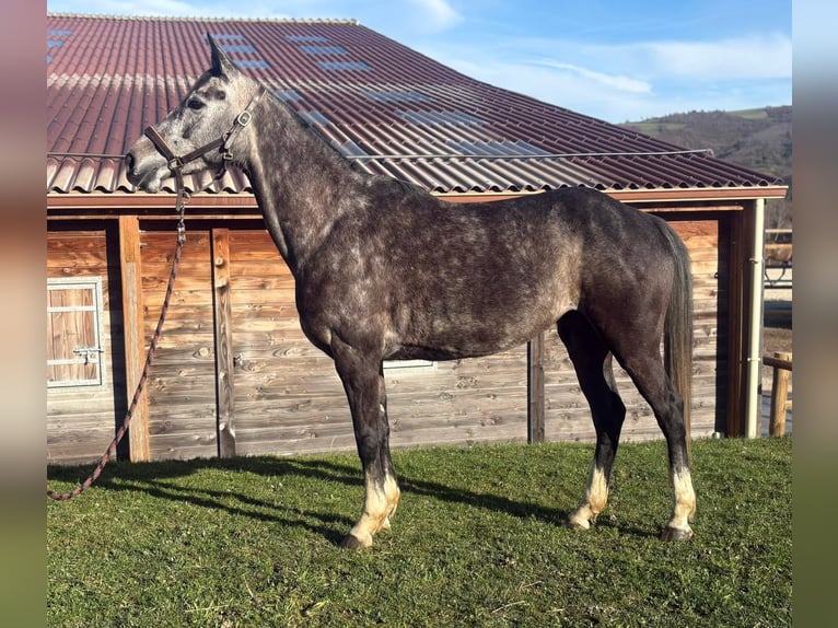 Caballo de deporte belga Yegua 6 años 165 cm Tordo in Chateauneuf