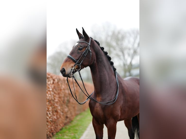 Caballo de deporte belga Yegua 6 años 177 cm Castaño in Weert