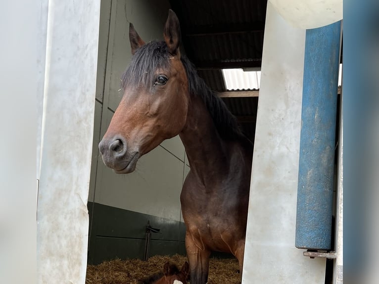 Caballo de deporte belga Yegua 7 años 155 cm Morcillo in Hallaar