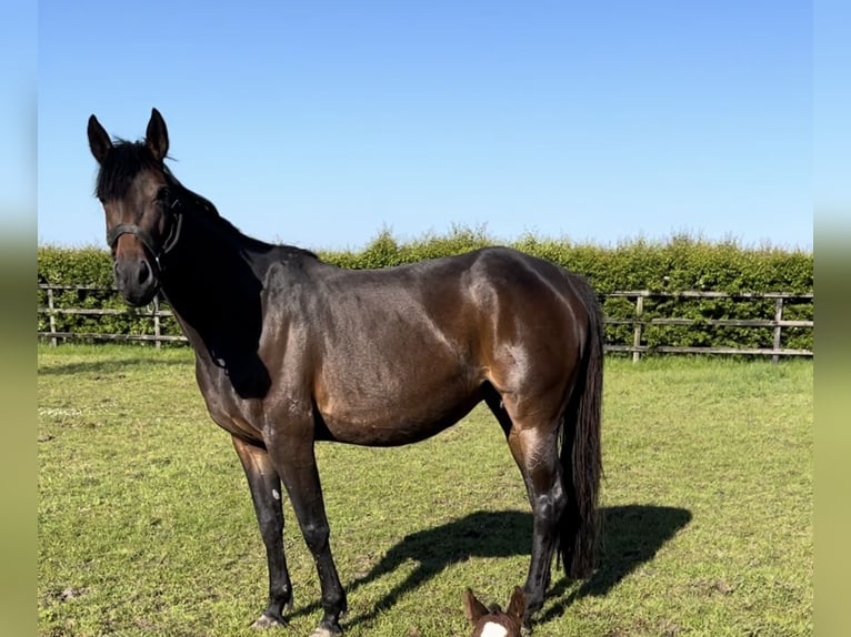 Caballo de deporte belga Yegua 7 años 155 cm Morcillo in Hallaar