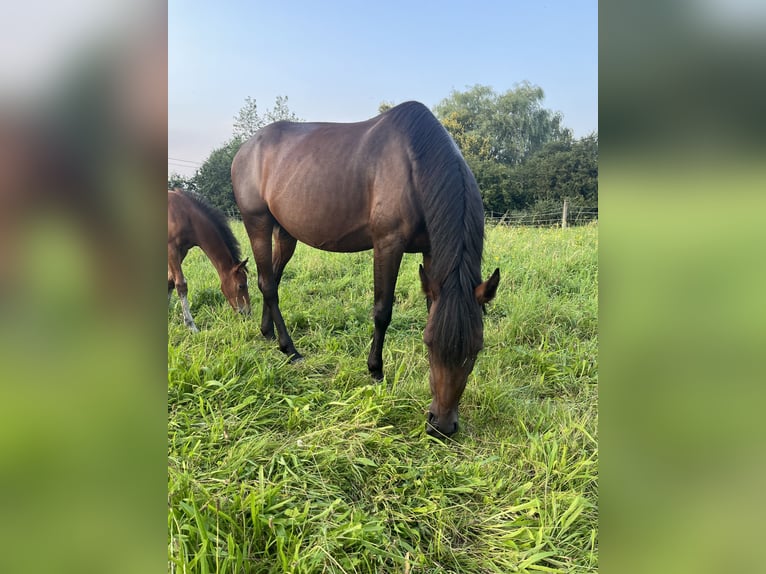 Caballo de deporte belga Yegua 7 años 155 cm Morcillo in Hallaar