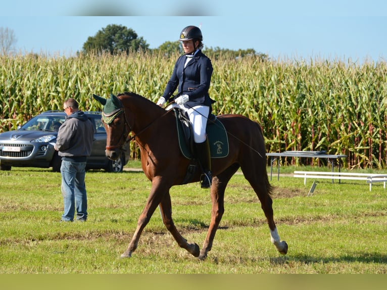 Caballo de deporte belga Yegua 7 años 163 cm Alazán-tostado in Puurs