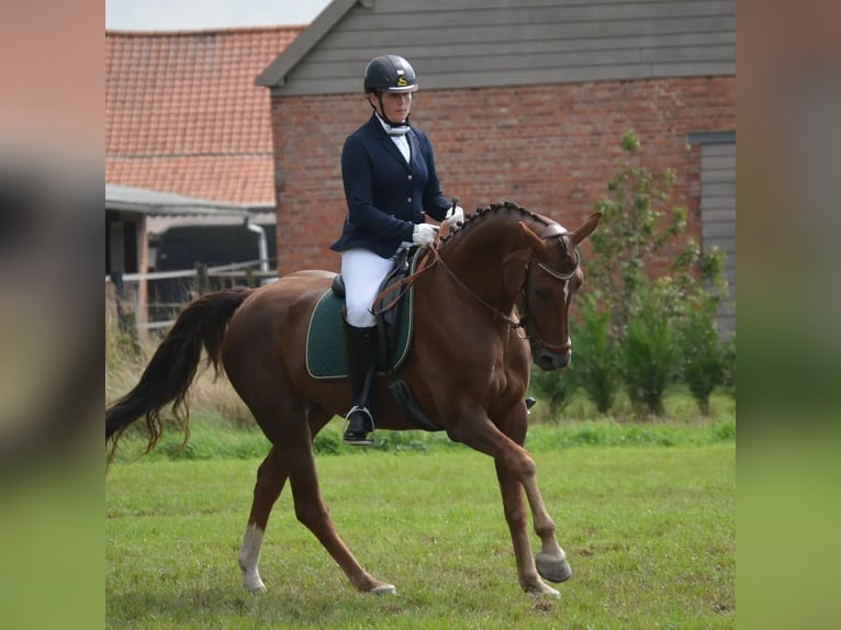 Caballo de deporte belga Yegua 7 años 163 cm Alazán-tostado in Puurs