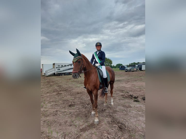 Caballo de deporte belga Yegua 7 años 163 cm Alazán-tostado in Puurs