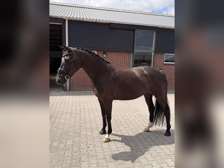 Caballo de deporte belga Yegua 7 años 164 cm Negro in Nigtevecht