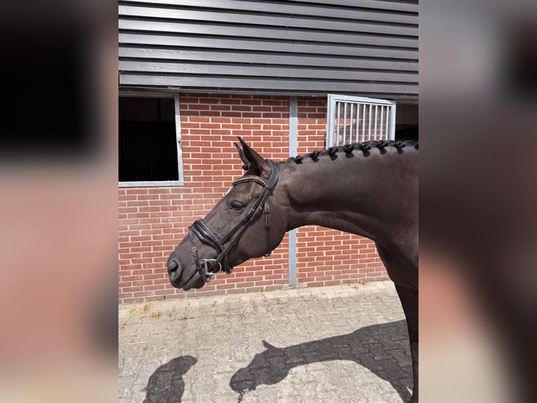 Caballo de deporte belga Yegua 7 años 164 cm Negro in Nigtevecht