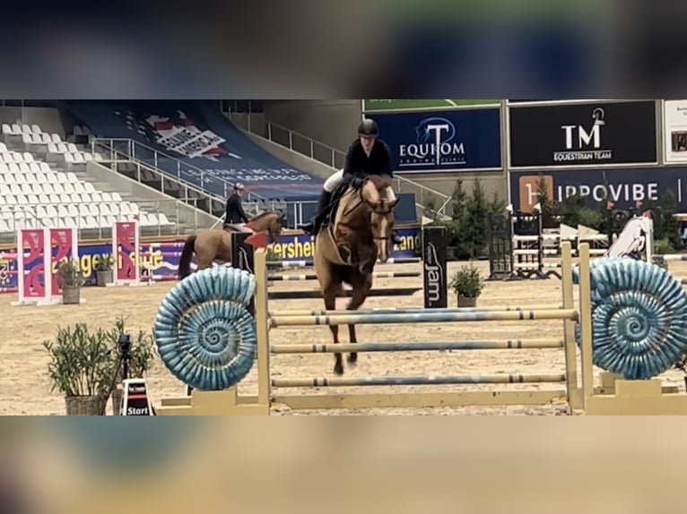 Caballo de deporte belga Yegua 8 años 164 cm Alazán in Neerglabbeek