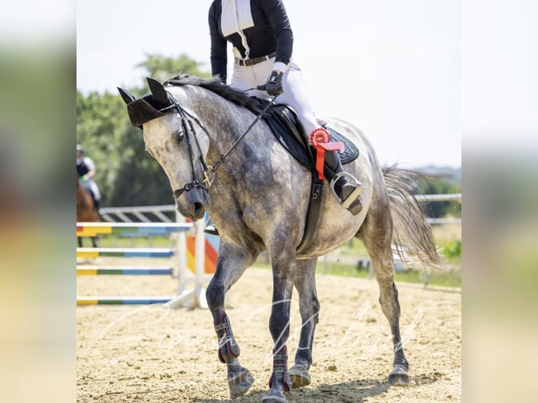 Caballo de deporte belga Yegua 8 años 167 cm Tordo in Langenselbold