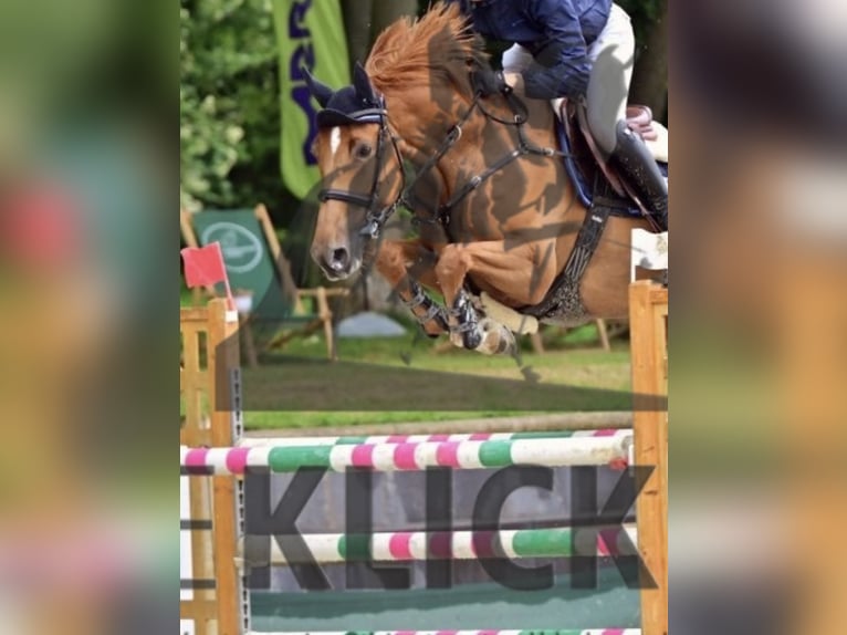 Caballo de deporte belga Yegua 8 años 168 cm Alazán in Zeitlofs