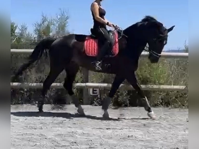 Caballo de deporte belga Yegua 8 años 169 cm Negro in Saint-Léon