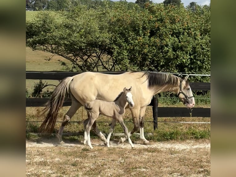 Caballo de deporte belga Mestizo Yegua Potro (07/2026) 156 cm Grullo in Bastogne