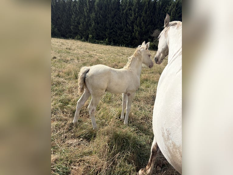 Caballo de deporte belga Mestizo Yegua Potro (07/2026) 156 cm Grullo in Bastogne