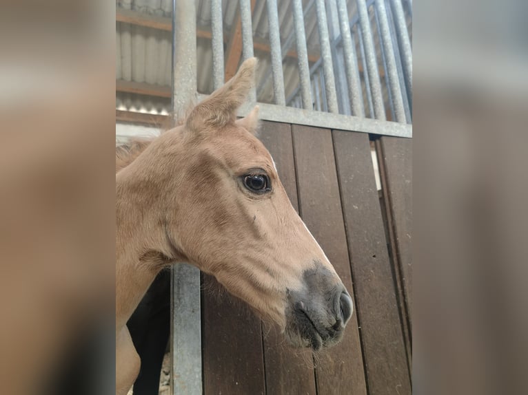 Caballo de deporte belga Yegua Potro (07/2025) 166 cm Palomino in Weiskirchen