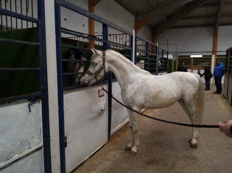 Caballo de deporte español Caballo castrado 10 años 143 cm Tordo in Zaragoza