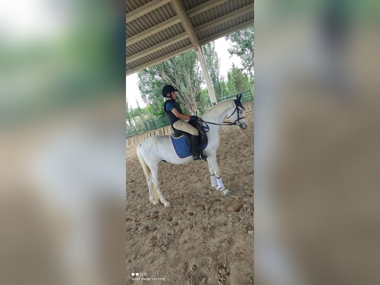 Caballo de deporte español Caballo castrado 10 años 143 cm Tordo in Zaragoza