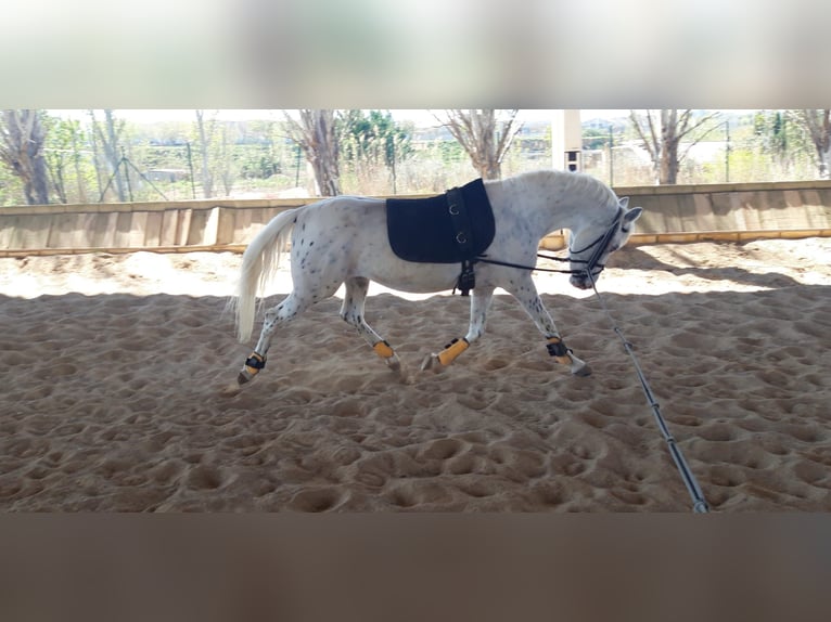 Caballo de deporte español Caballo castrado 10 años 143 cm Tordo in Zaragoza