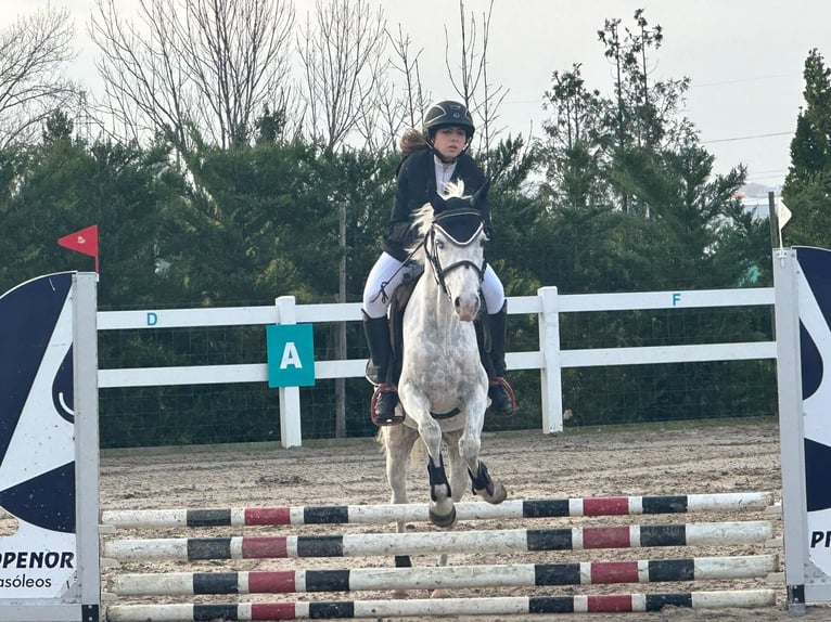 Caballo de deporte español Caballo castrado 10 años 143 cm Tordo in Zaragoza