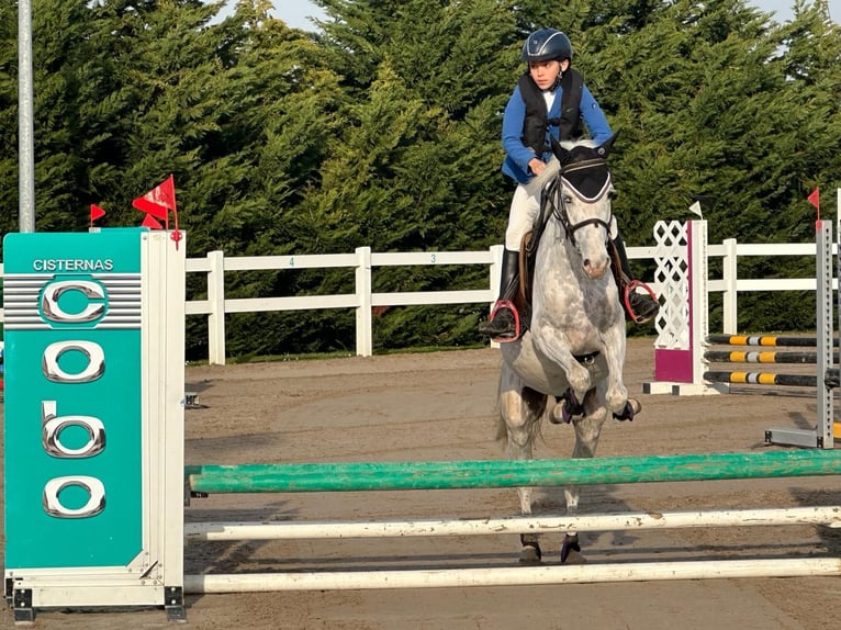 Caballo de deporte español Caballo castrado 10 años 143 cm Tordo in Zaragoza