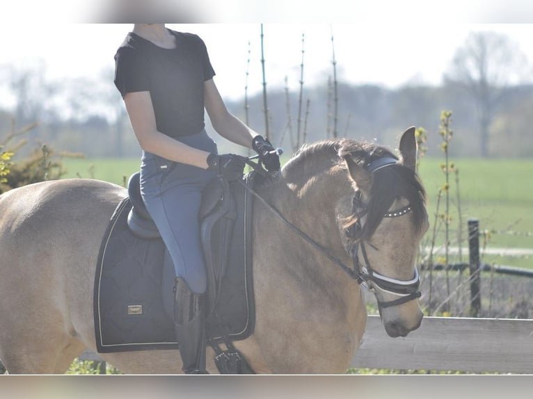 Caballo de deporte español Caballo castrado 10 años 147 cm Buckskin/Bayo in Beek