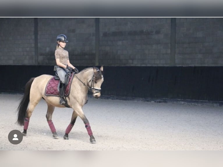 Caballo de deporte español Caballo castrado 10 años 147 cm Buckskin/Bayo in Beek