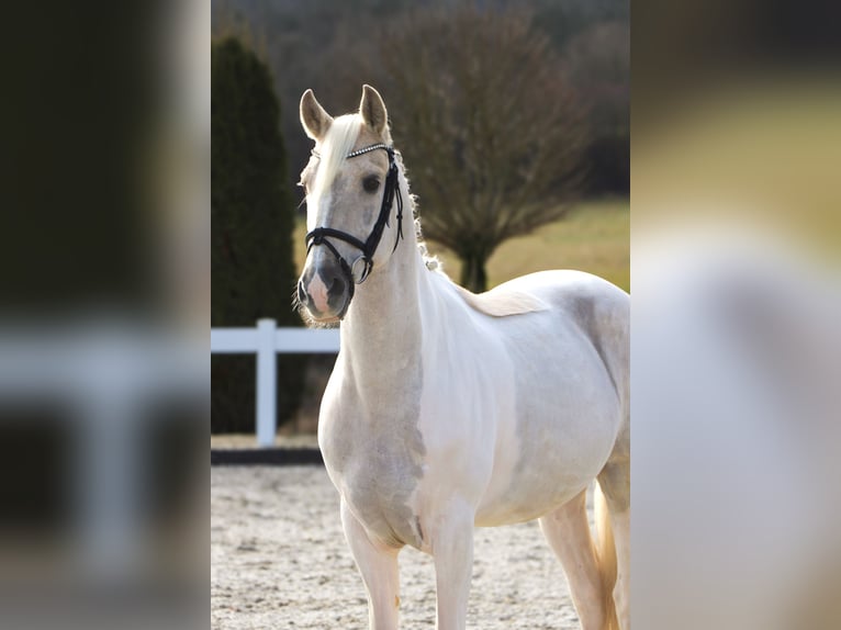 Caballo de deporte español Caballo castrado 10 años 155 cm Palomino in Schwäbisch Hall