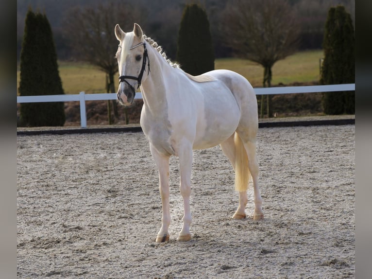 Caballo de deporte español Caballo castrado 10 años 155 cm Palomino in Schwäbisch Hall