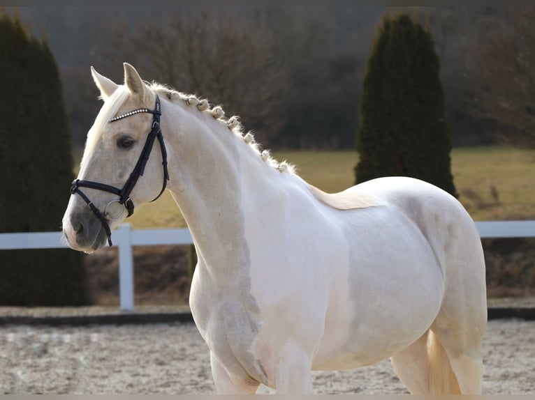 Caballo de deporte español Caballo castrado 10 años 155 cm Palomino in Schwäbisch Hall