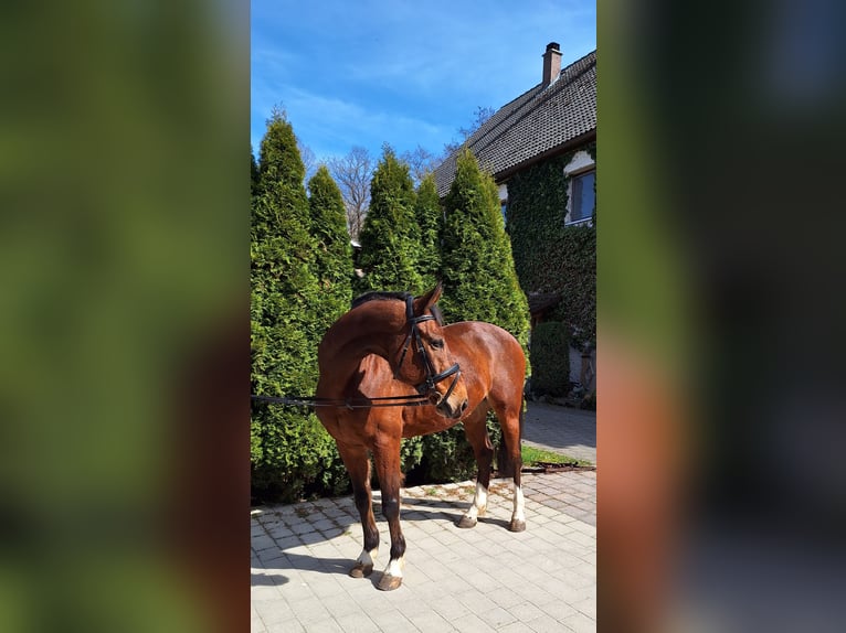 Caballo de deporte español Caballo castrado 10 años 160 cm Castaño in Creußen